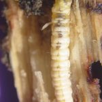 Root borer larva